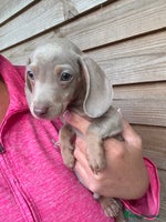 Miniature Dachshund dogs - Advert 4