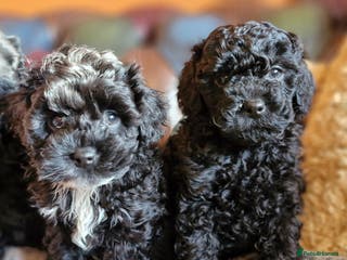 Cavapoo dogs Gorgeous F1b Cavapoo puppys Health tested parents - Advert 5