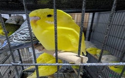 Budgerigars birds for sale: All Colours in Budgies - Image 11