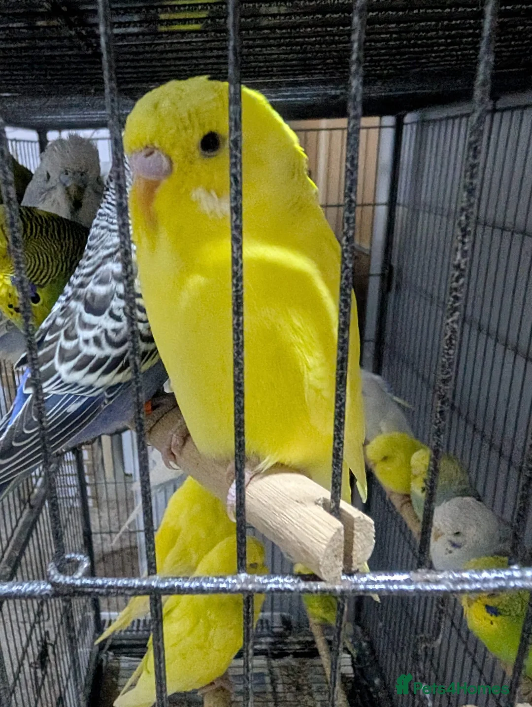 Budgerigars birds for sale: All Colours in Budgies - Advert 11