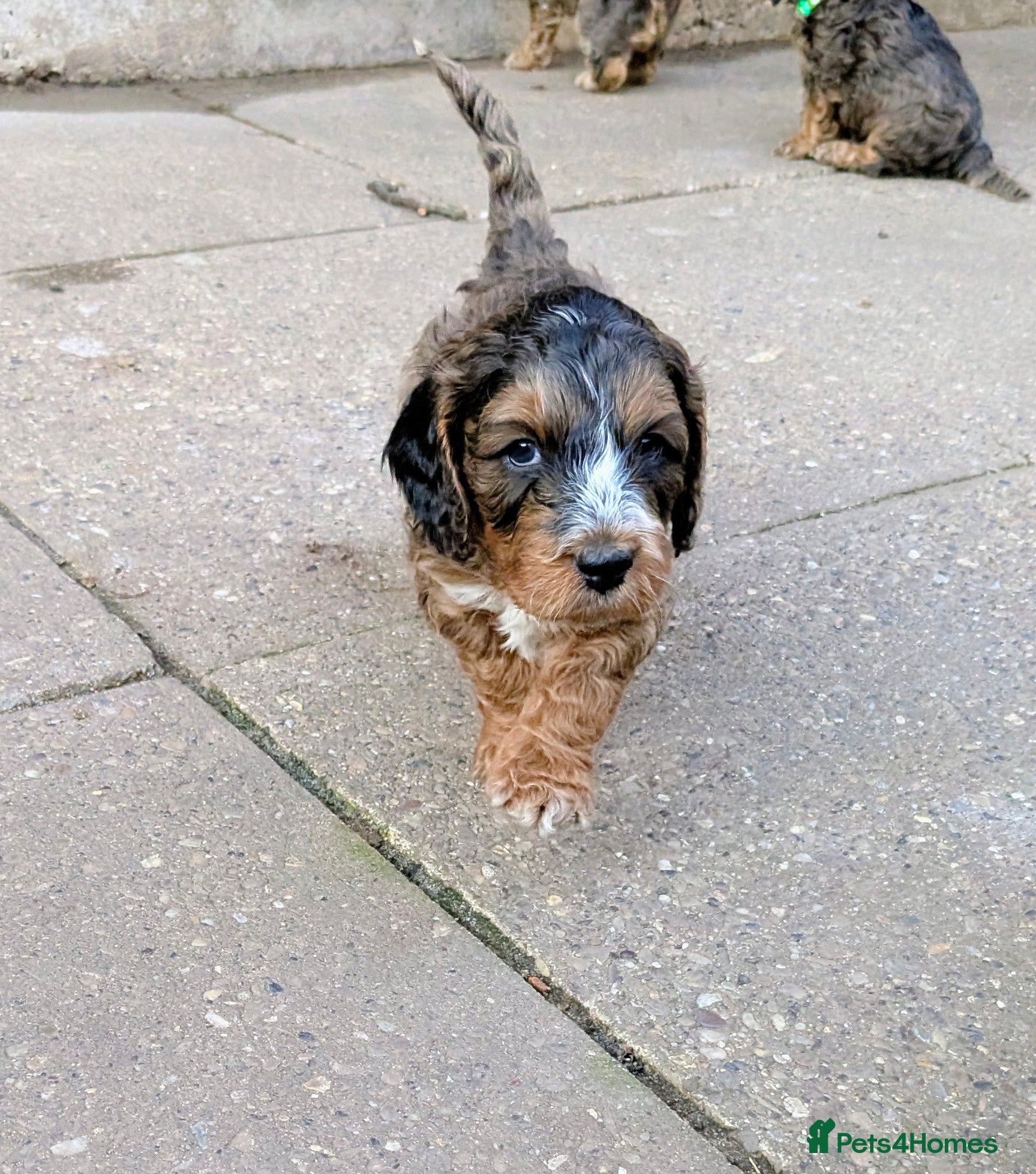 Cockapoo dogs 🐾 Beautiful Sable F1 Cockapoo Puppies 🐾 - Advert 2