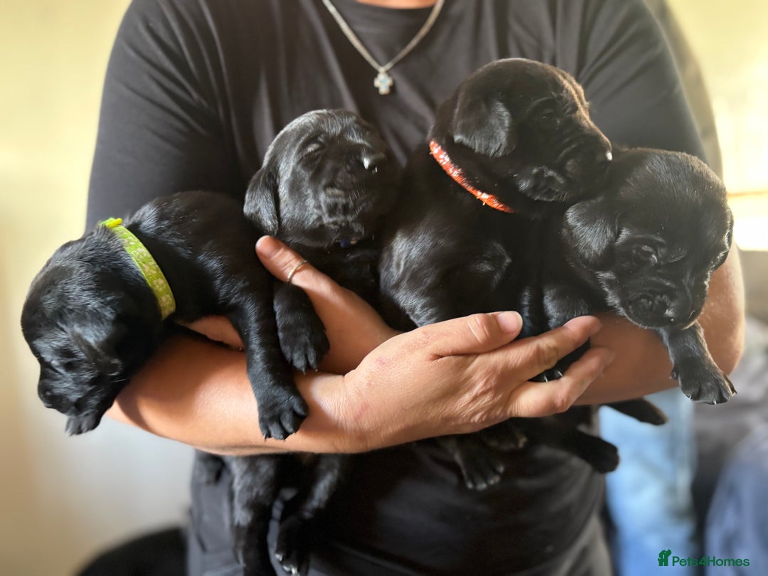 Labrador Retriever dogs for sale: Labrador  - Image 2