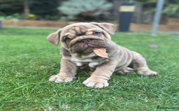 English Bulldog dogs for sale: KC REGISTERED ENGLISH BULLDOG PUPPY FOR SALE - Image 2