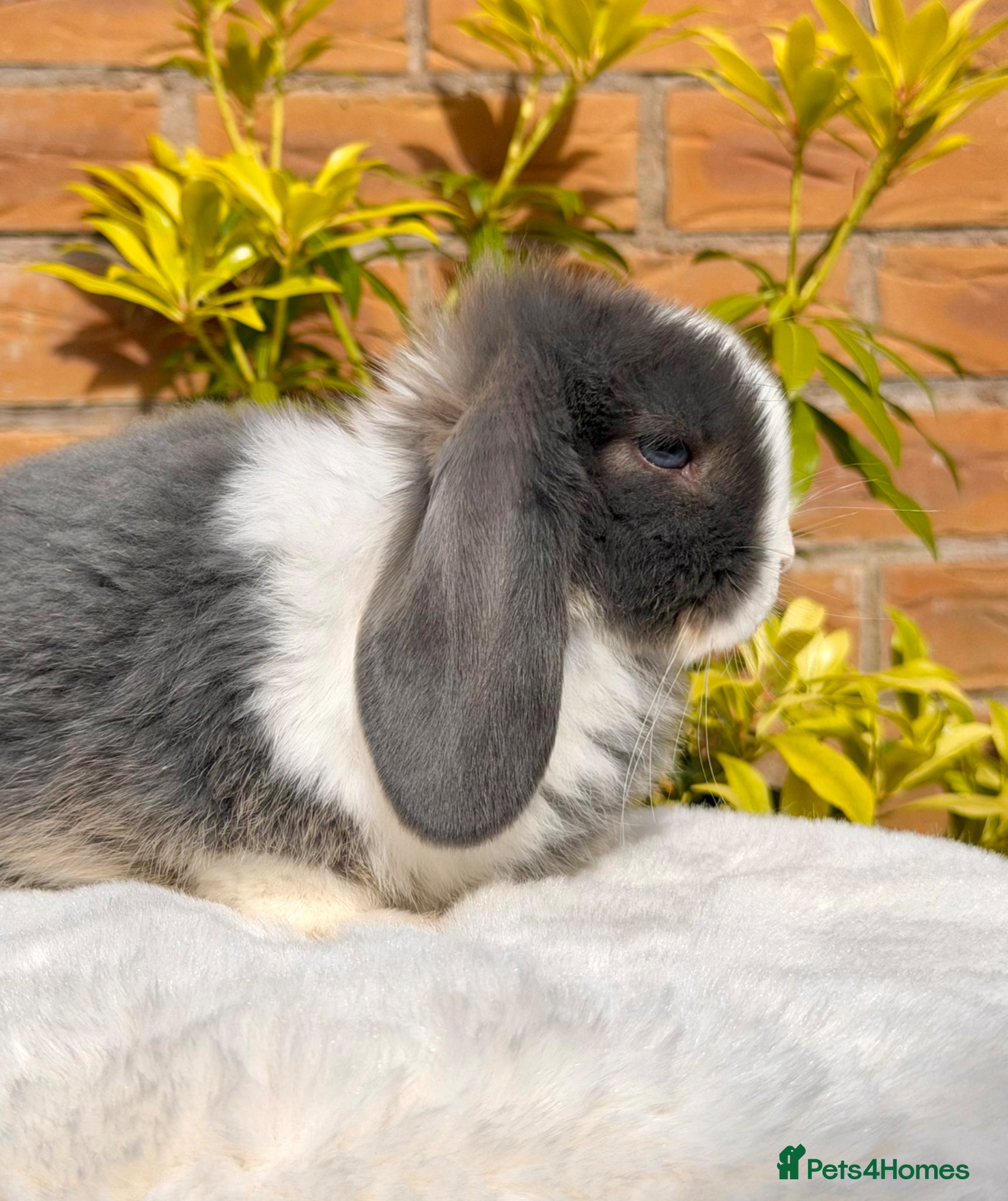 Mini Lop rabbits Ready now 2 stunning Minilop babies  - Advert 15