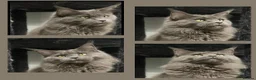 Maine Coon cats for sale: 18 Month female Mainecoon  - Advert 8
