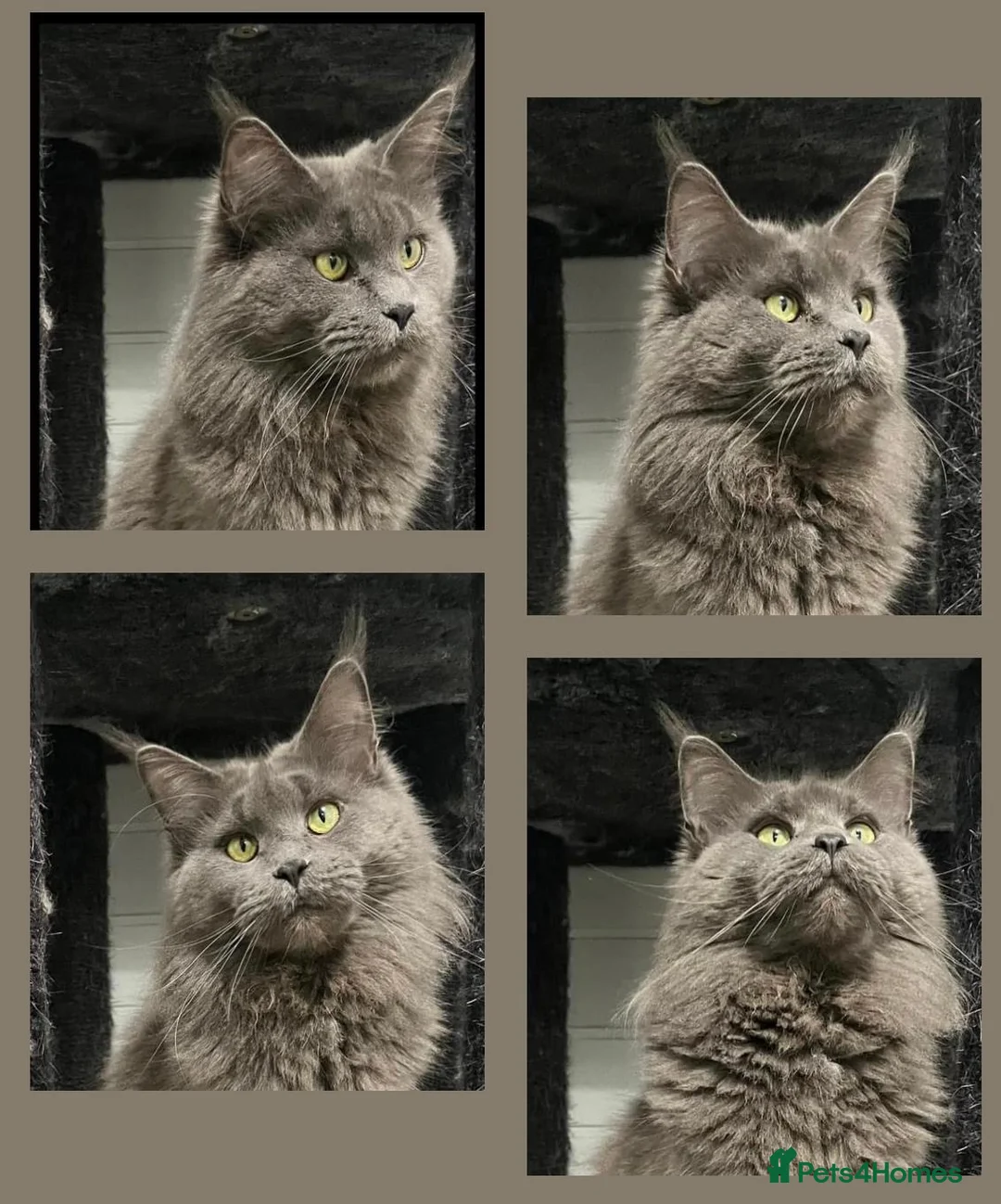 Maine Coon cats for sale: 18 Month female Mainecoon  - Advert 8