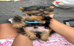 Yorkshire Terrier dogs for sale: Benny  - Image 2