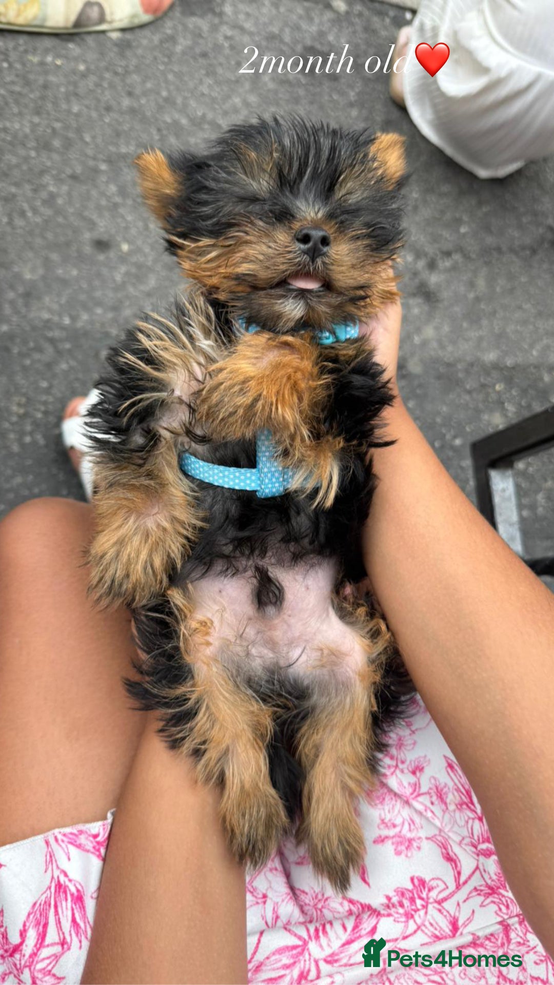 Yorkshire Terrier dogs for sale: Benny  - Image 2