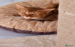 Abyssinian cats for sale: Adorable Abyssinian Kittens - Image 3