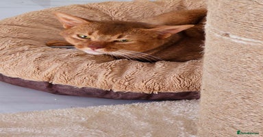 Abyssinian cats - Advert 1