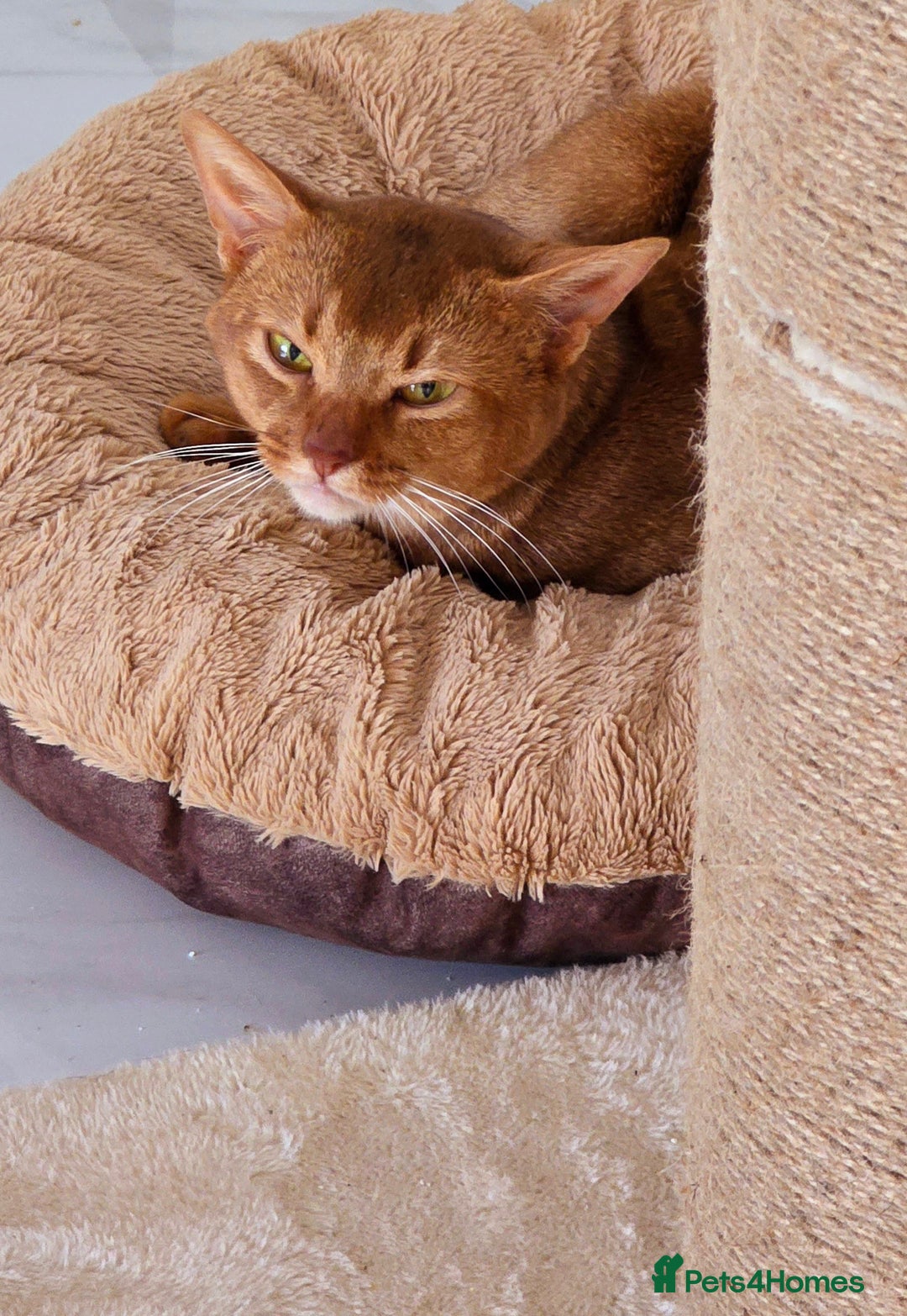 Abyssinian cats for sale: Adorable Abyssinian Kittens - Image 3