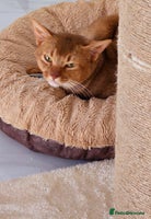 Abyssinian cats - Advert 8