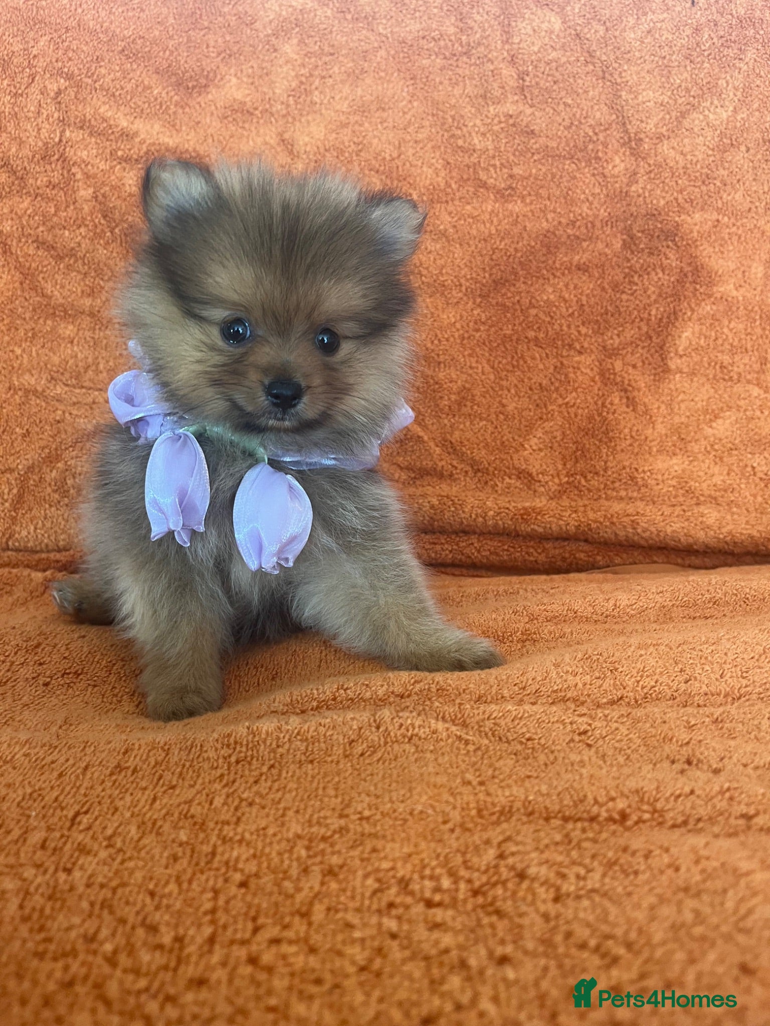 Pomeranian dogs Pomeranian  - Advert 2