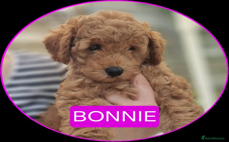 Miniature Poodle dogs in London - Advert 2