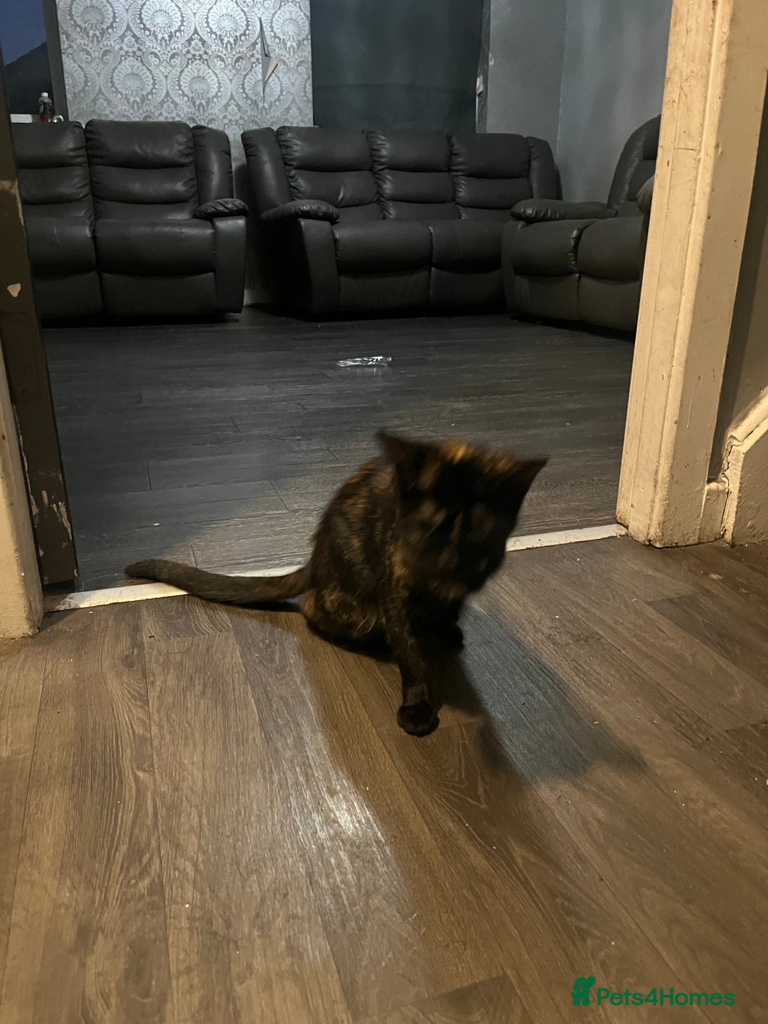 Mixed Breed cats for sale: 🐾 Beautiful 8 week old Calico Female Kittens - Advert 9