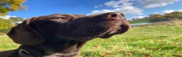 Mixed Breed dogs for sale: A great companion dog - Advert 8