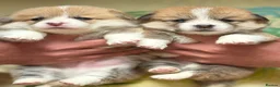 Welsh Corgi Pembroke dogs for sale: Champion Sired Corgi Pembroke puppies available  - Advert 5