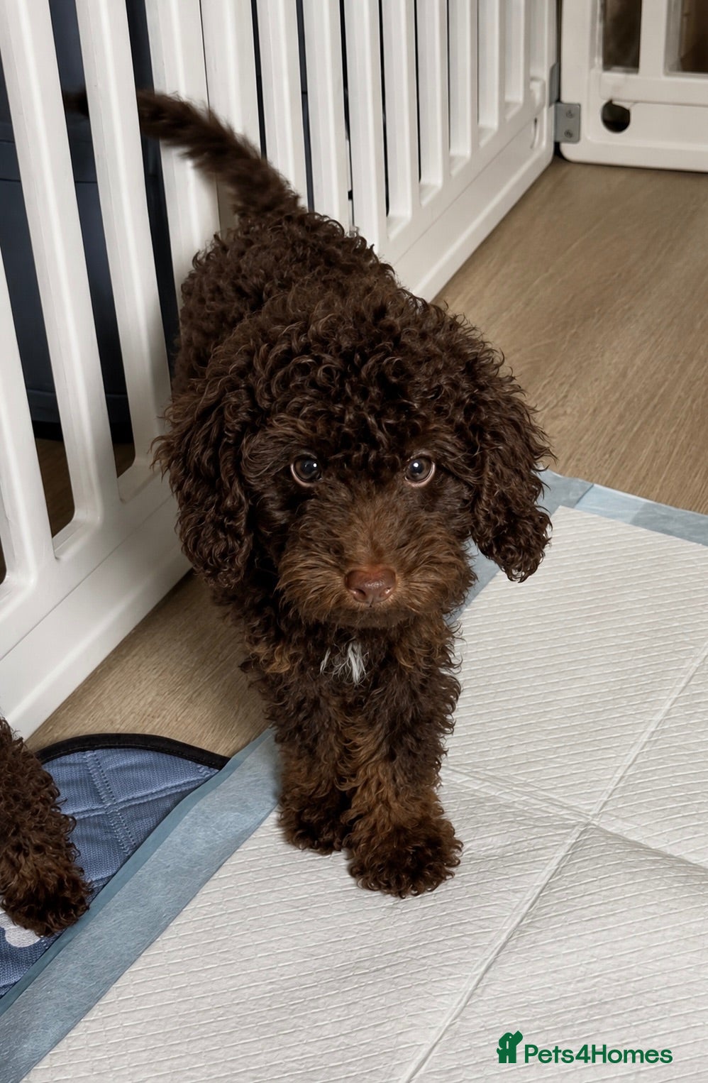 Toy Poodle dogs Last remaining Toy Poodle puppy  - Advert 2