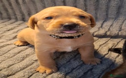 Labrador Retriever dogs for sale: ***LAST 2 BLACK & FOX RED BOYS*** - Image 8