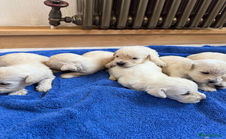 Mixed Breed dogs - Advert 3