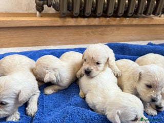 Mixed Breed dogs DNA Health tested Westiepoos - Advert 13