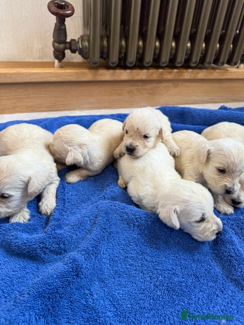 Mixed Breed dogs - Advert 3