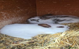 Mixed Breed rabbits for sale: Little rabbits  - Image 2