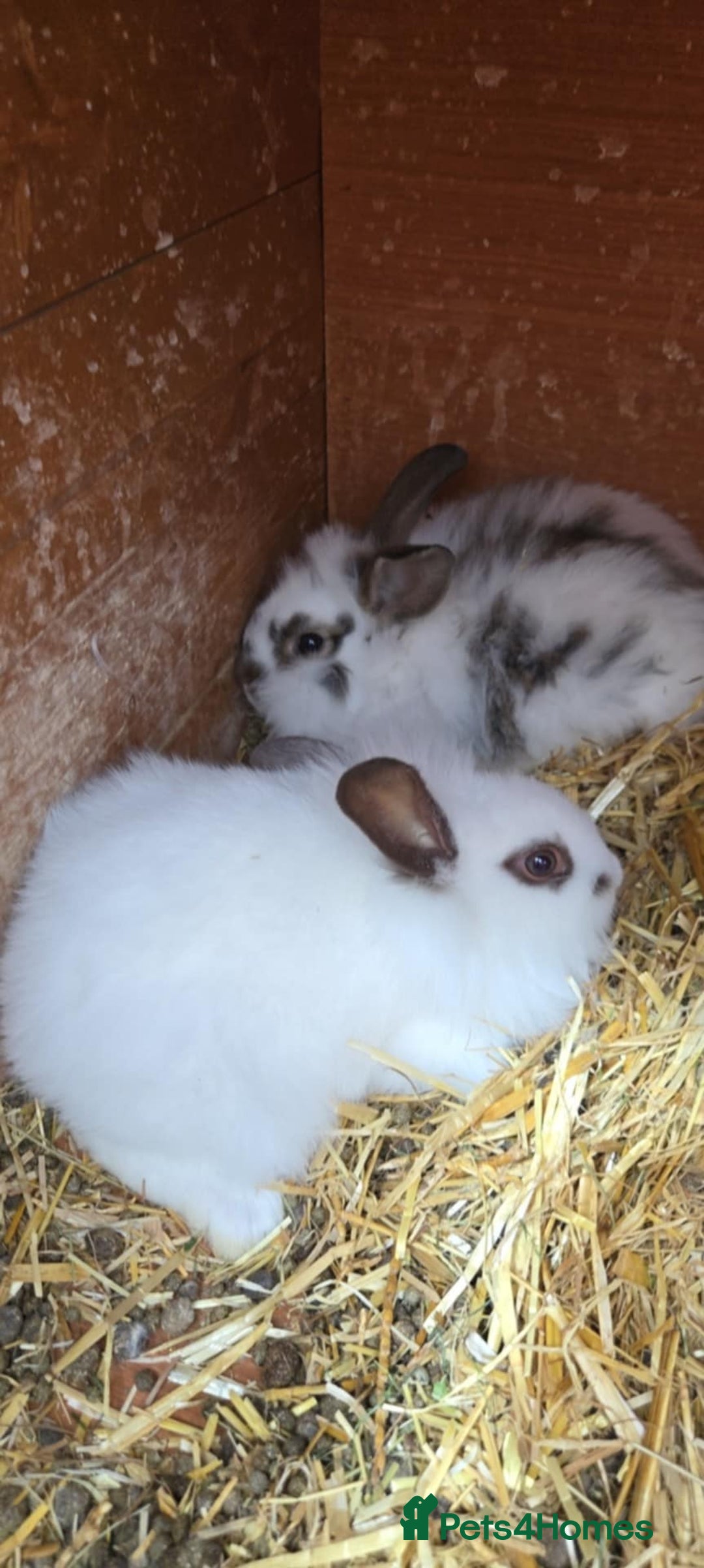 Mixed Breed rabbits for sale: Little rabbits  - Image 2
