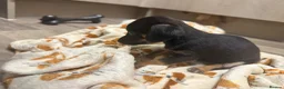 Dachshund dogs for sale: Dachshund  - Advert 5