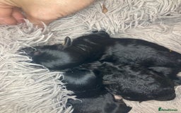 Cavapoo dogs for sale: Phantom Toy cavapoo puppies  - Image 9