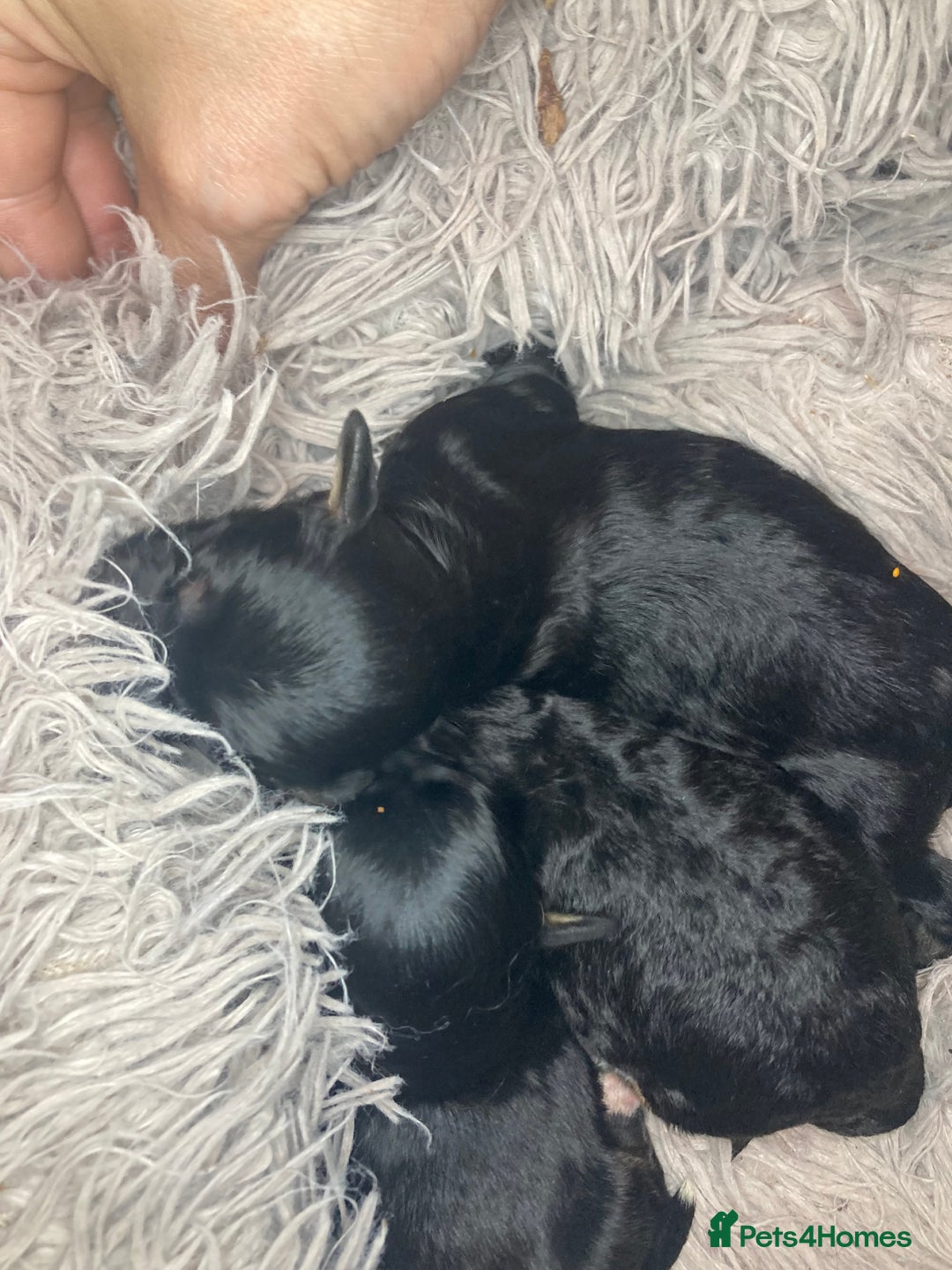 Cavapoo dogs for sale: Phantom Toy cavapoo puppies  - Image 9