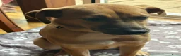 Mixed Breed dogs for adoption: Georgie Porgie 💙 in Dorchester - Advert 7