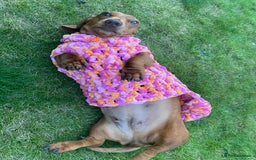 Miniature Dachshund dogs for sale: Red dapple miniature dachshund, beautiful female - Image 3