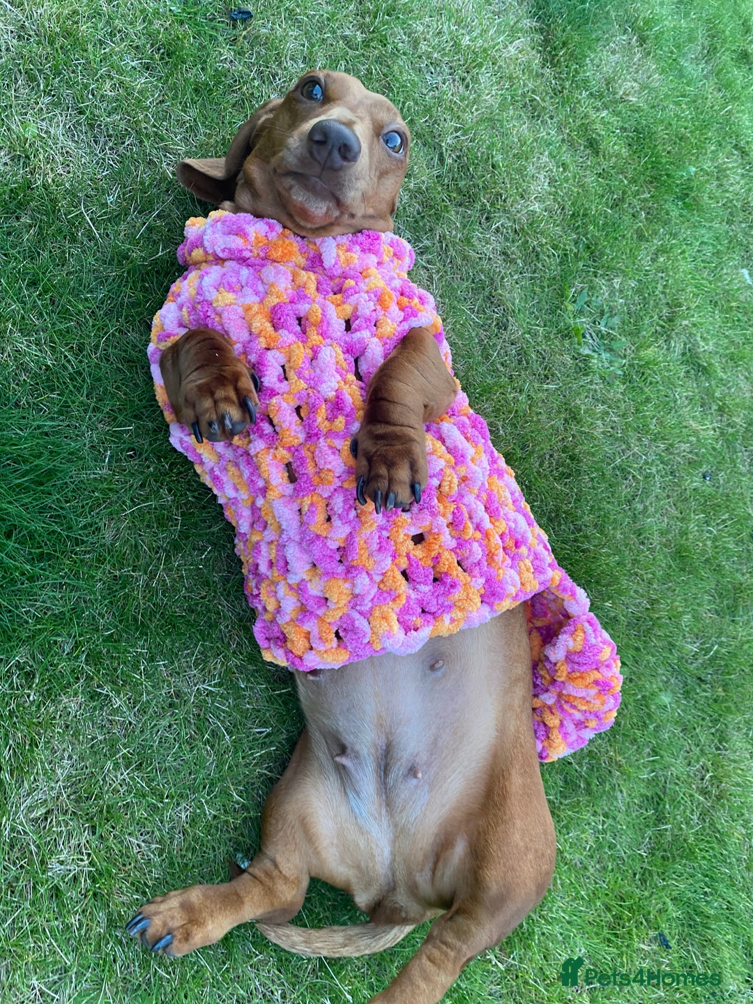 Miniature Dachshund dogs for sale: Red dapple miniature dachshund, beautiful female - Image 3