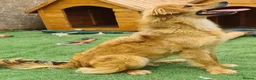 Golden Retriever dogs for adoption: Tally female.  - Advert 4