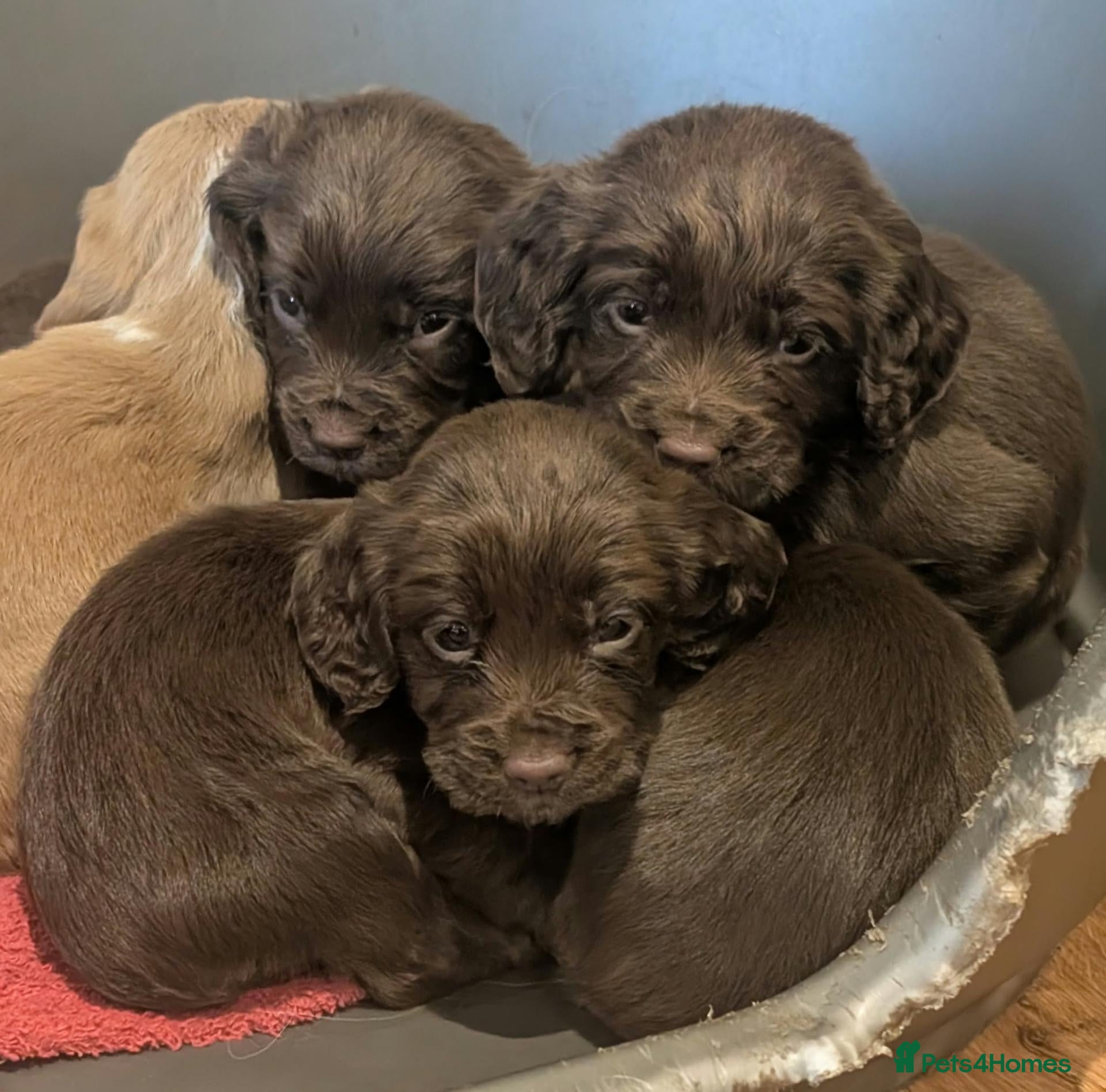 Cocker Spaniel dogs W/T Pedigree Cocker Spaniels  - Advert 2