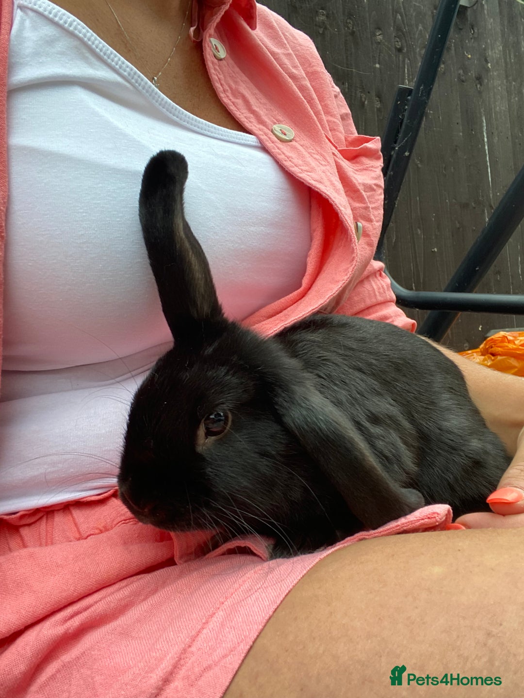 Mini Lop rabbits for sale: Black female mini lop buns  - Advert 1
