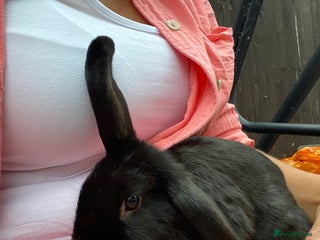 Mini Lop rabbits Black female mini lop buns - Advert 1