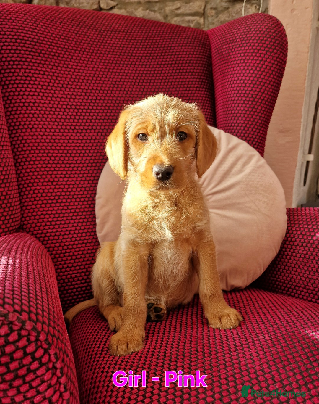 Mixed Breed dogs for sale: Labrador Cross Pups - Image 9
