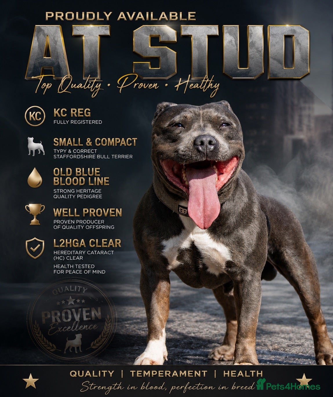 Staffordshire Bull Terrier dogs kc reg staffys for stud only  - Advert 1