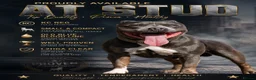 Staffordshire Bull Terrier dogs for stud: kc reg staffys for stud only  in Sheffield - Advert 1