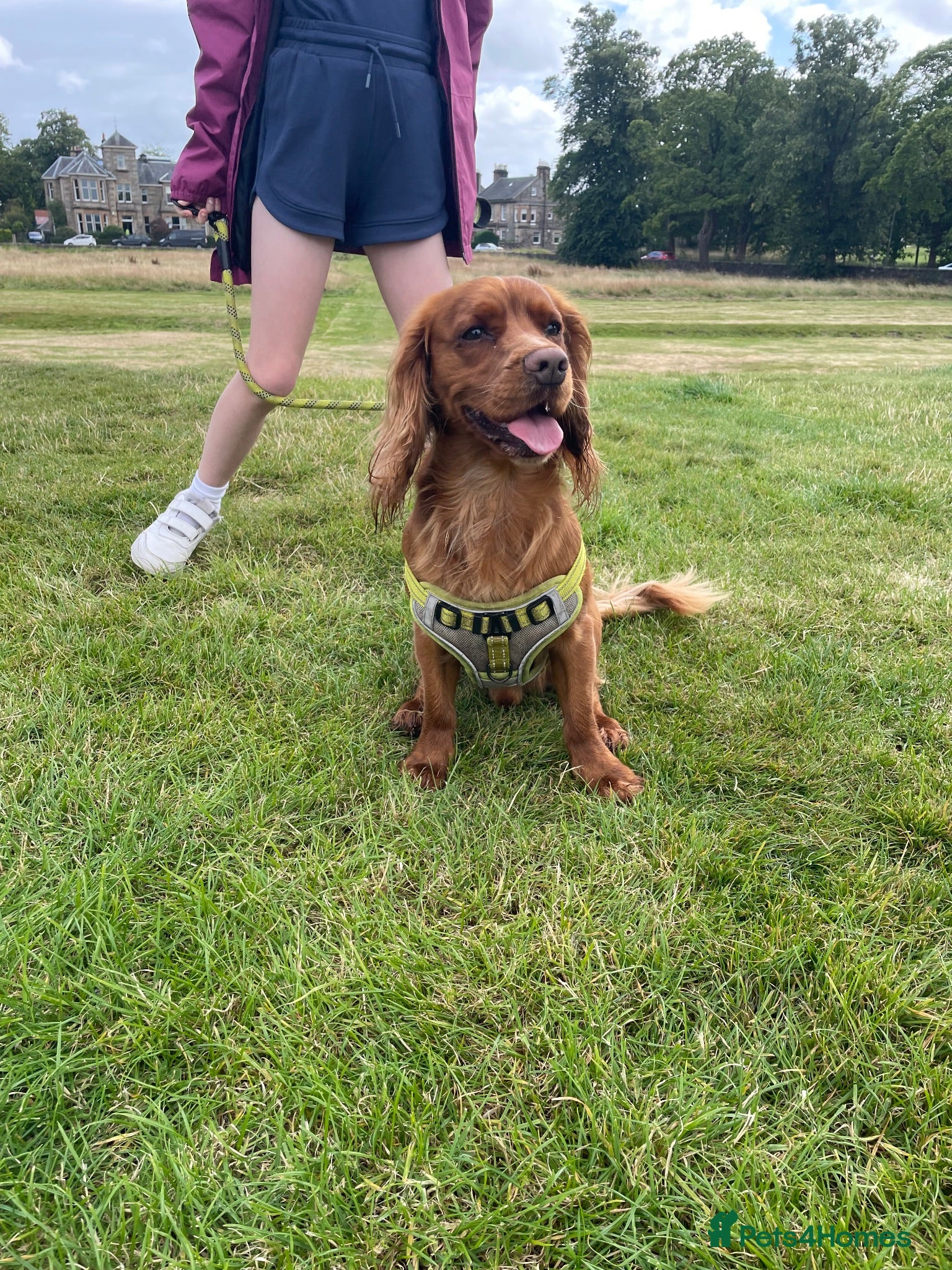 Cocker Spaniel dogs For breeding - Advert 1