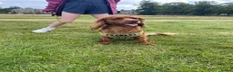 Cocker Spaniel dogs for stud: For breeding in Saltcoats - Advert 1