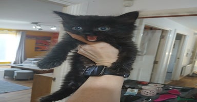 Mixed Breed cats - Advert 6