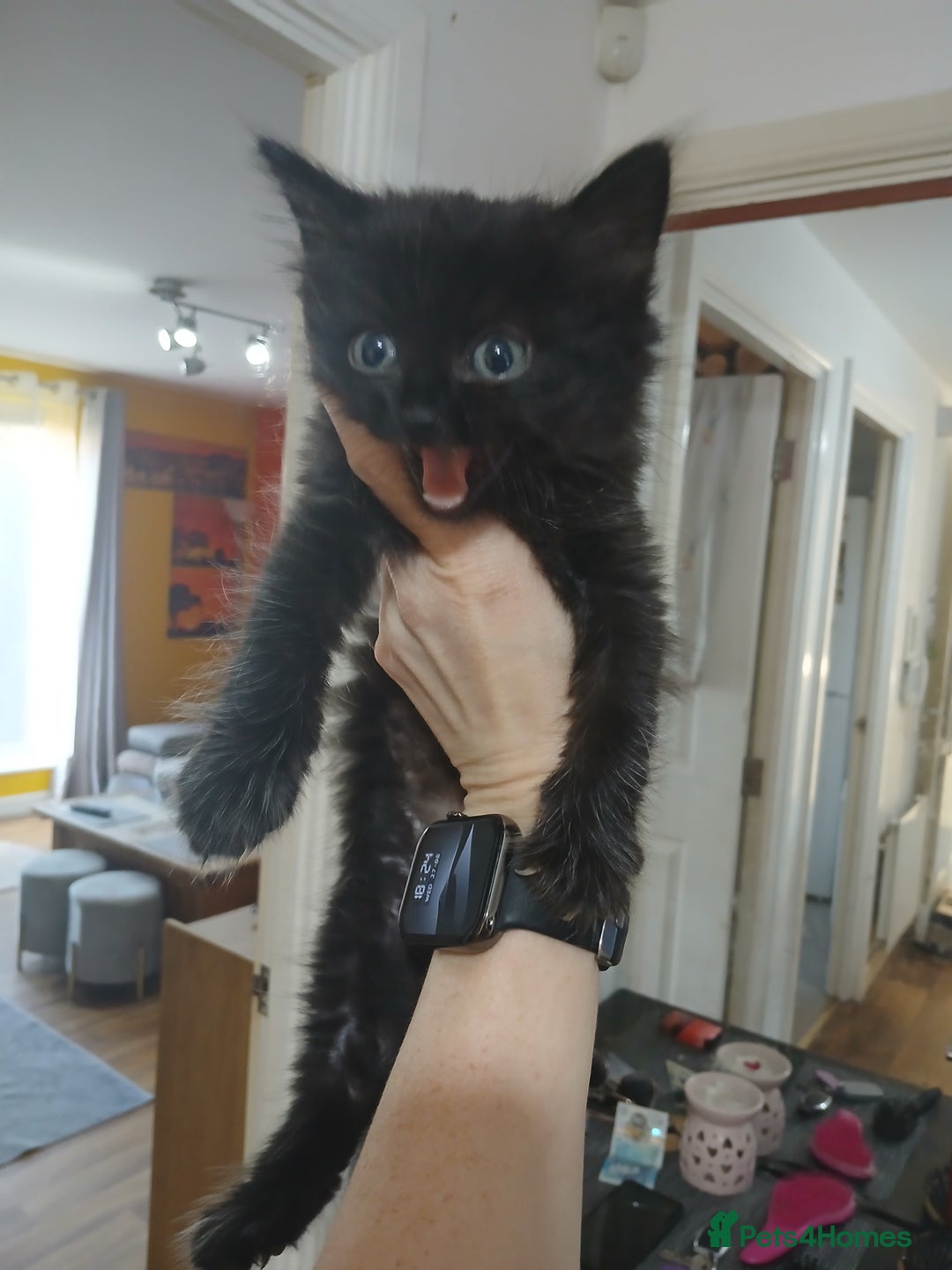 Mixed Breed cats for sale: 3 beautiful kittens - Image 3