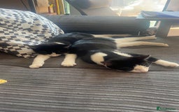 Mixed Breed cats for sale: Twin Boys - Image 3