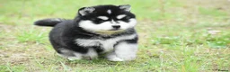 Pomsky dogs for sale: Genuine Pomsky puppies from health tested parents - Advert 12