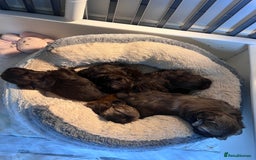Shih Tzu dogs for sale: Stunning KC chocolate imperial Shihtzu puppies - Image 16