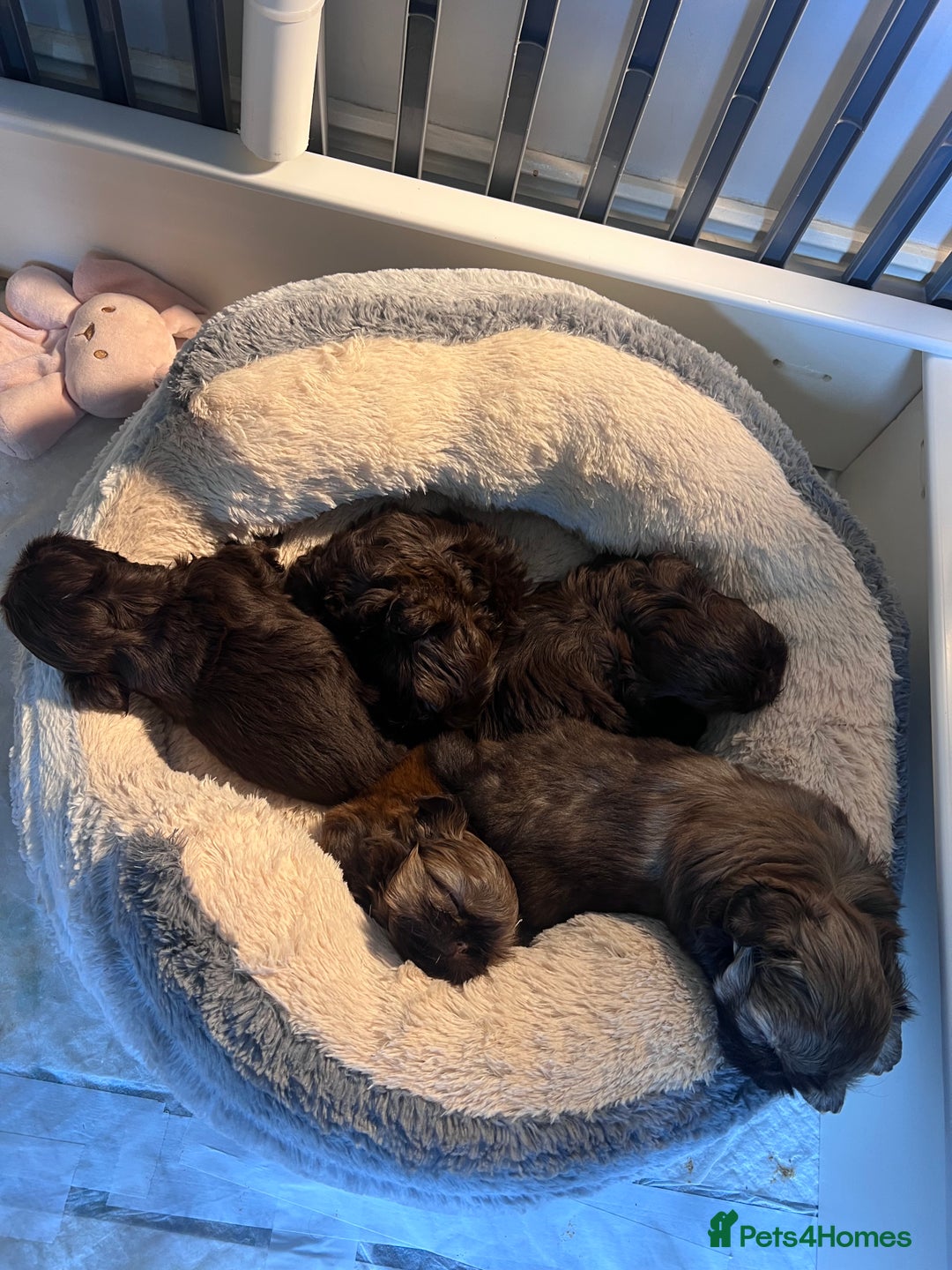 Shih Tzu dogs for sale: Stunning KC chocolate imperial Shihtzu puppies - Image 16