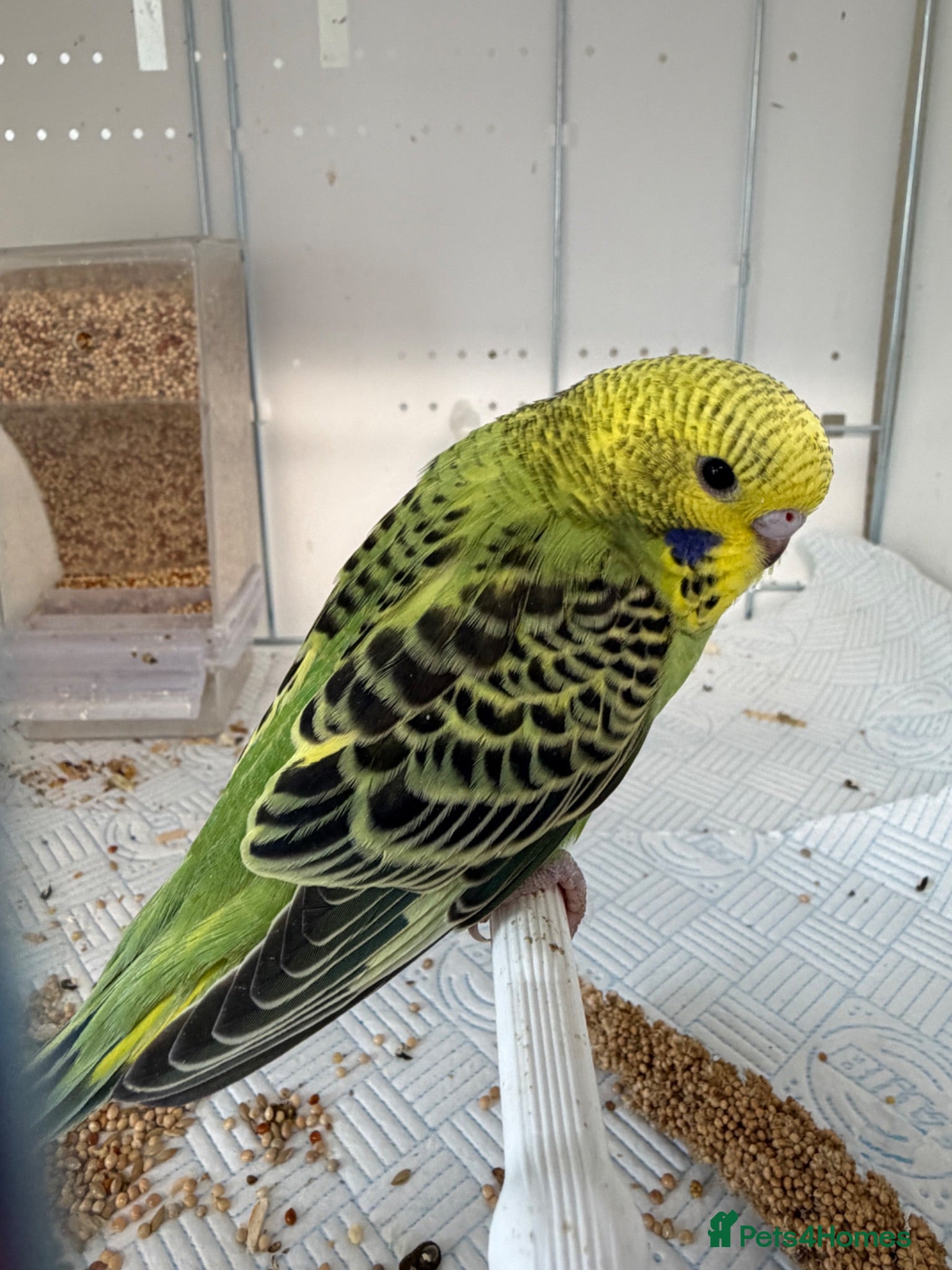 Budgerigars birds Hand Tame Budgie Chicks - Ready Soon  - Advert 1